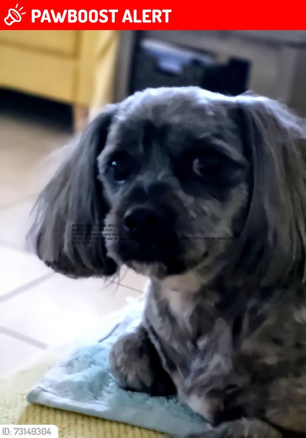 Lost Male Dog last seen Campwin Beach qld, Campwin Beach, QLD 