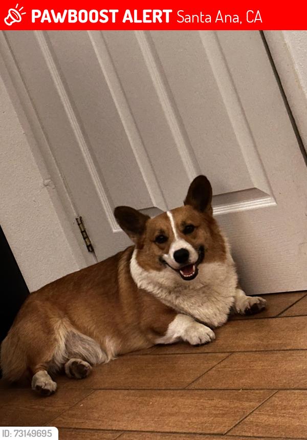 Lost Male Dog last seen Harper St, Santa Ana 92703, Santa Ana, CA 92843