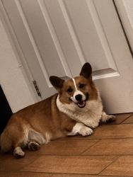 Lost Male Dog last seen Harper St, Santa Ana 92703, Santa Ana, CA 92843