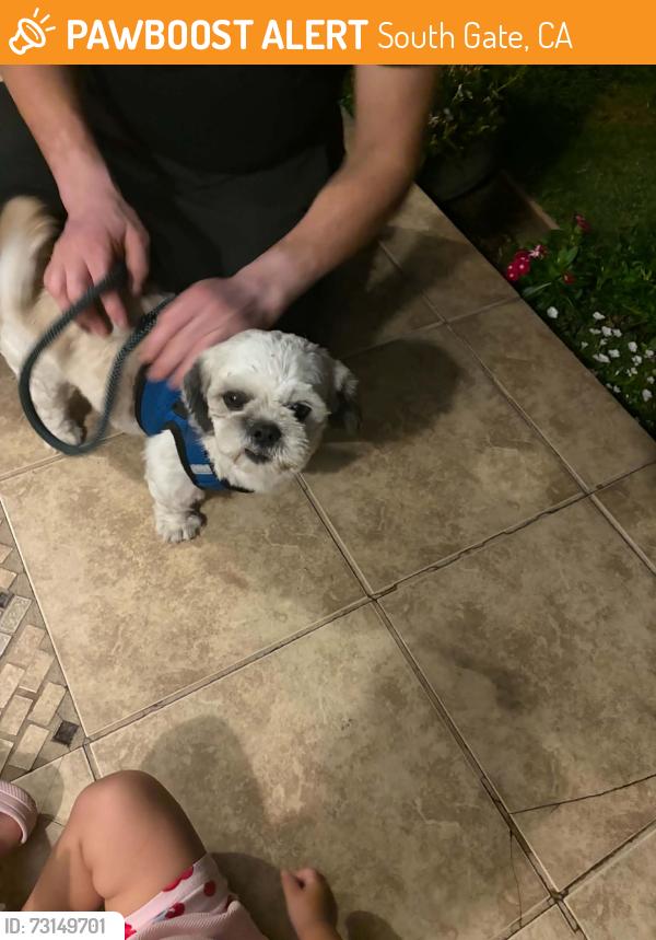 Found/Stray Male Dog last seen South Gate Park, South Gate, CA 90280