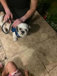 Found/Stray Male Dog last seen South Gate Park, South Gate, CA 90280