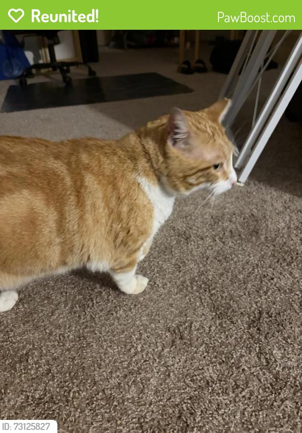 Reunited Male Cat last seen Helotes, Bandera and FM 1560 N, Helotes, TX 78023