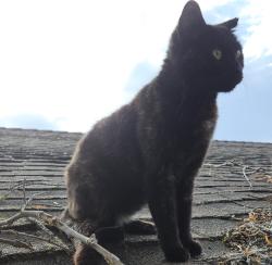 Lost Female Cat last seen Near East Creekside Circle, Dixon, CA 95620