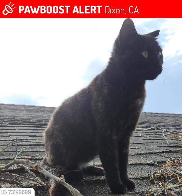 Lost Female Cat last seen Near East Creekside Circle, Dixon, CA 95620