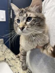 Found/Stray Male Cat last seen Rainbow, Las Vegas, NV 89129
