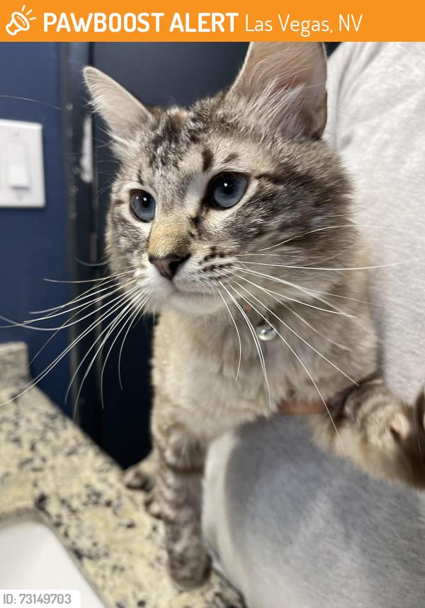 Found/Stray Male Cat last seen Rainbow, Las Vegas, NV 89129