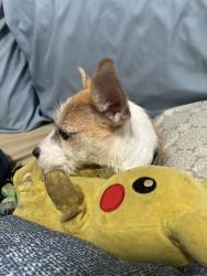 Lost Female Dog last seen W Neff Ave near S High St, Columbus, OH 43207