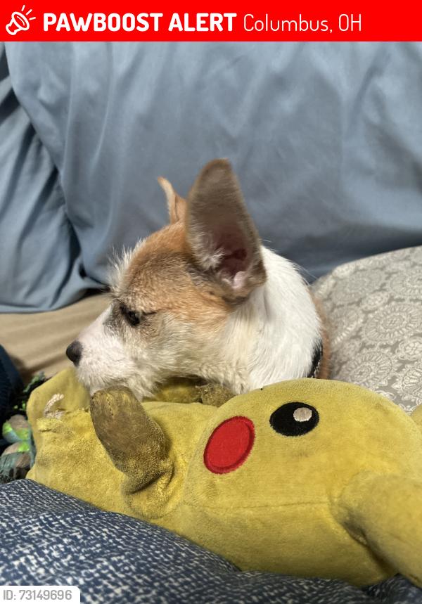 Lost Female Dog last seen W Neff Ave near S High St, Columbus, OH 43207