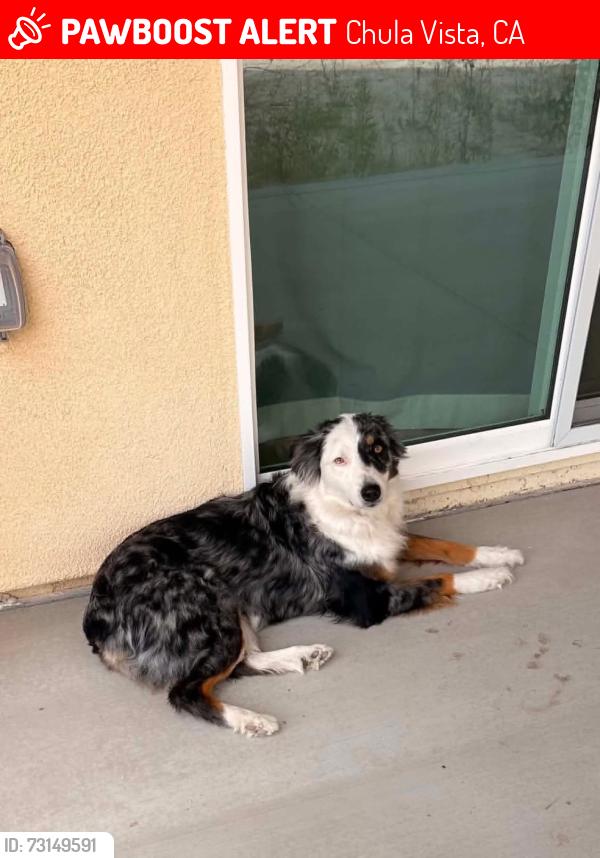 Lost Female Dog last seen La media pkwy and via estancia, Chula Vista, CA 91913