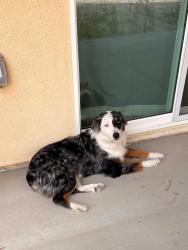 Lost Female Dog last seen La media pkwy and via estancia, Chula Vista, CA 91913