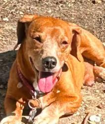 Reunited Male Dog last seen Royse City, IH30/irby campbell, Royse City, TX 75189