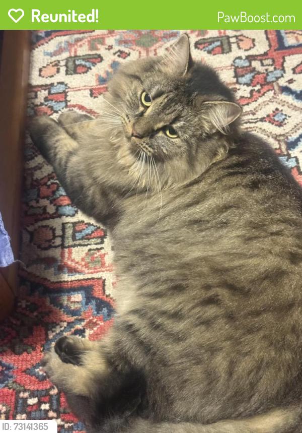 Reunited Female Cat last seen Around Charles St, Carlton, Carlton, VIC 3053