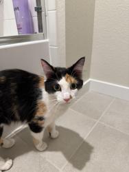 Found/Stray Unknown Cat last seen Lyric, Lone Tree, CO 80124