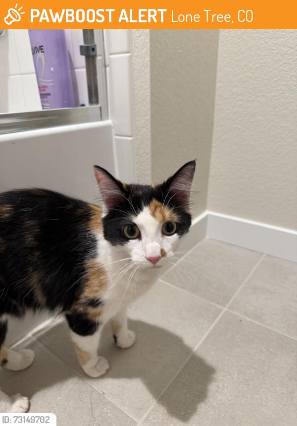 Found/Stray Unknown Cat last seen Lyric, Lone Tree, CO 80124