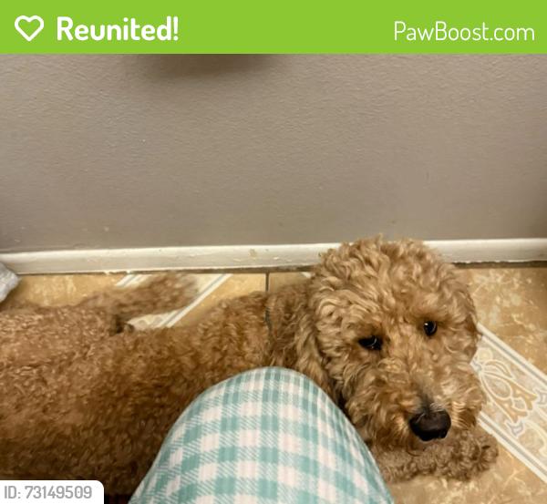 Reunited Male Dog last seen Braewood Park 88th & Peoria, Peoria, AZ 85345