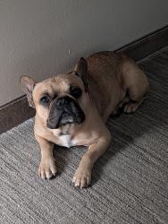 Lost Male Dog last seen Crestmont st, Baytown, TX 77522