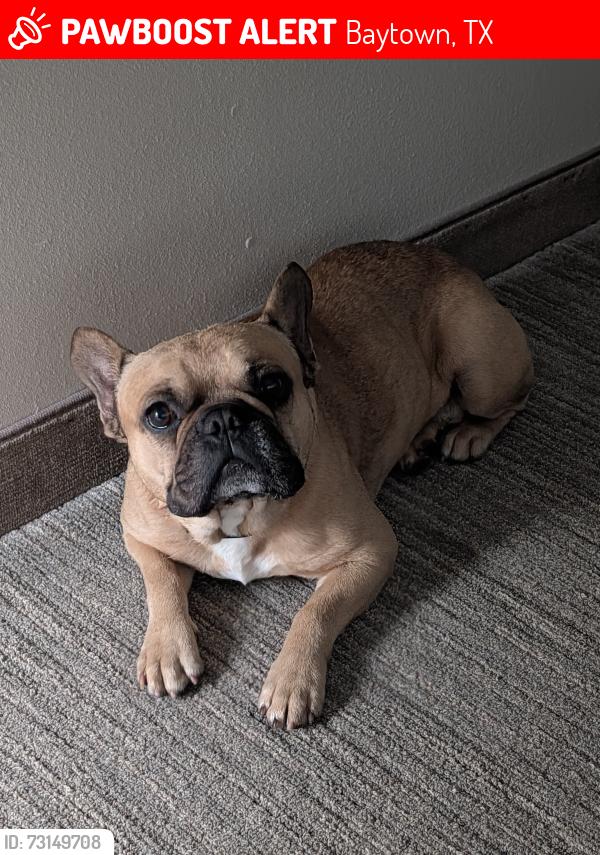 Lost Male Dog last seen Crestmont st, Baytown, TX 77522