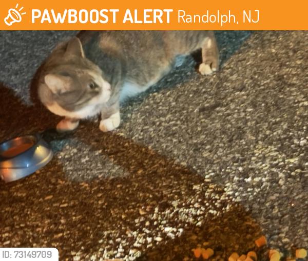 Found/Stray Unknown Cat last seen Saw crossing the street a fox was slowly walking and eyeing the cat. I quickly stopped my car. The fox ran away the cat hid under a car. Gateway at Randolph apmts near building N by the dumpers side, Randolph, NJ 07869
