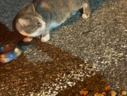 Found/Stray Unknown Cat last seen Saw crossing the street a fox was slowly walking and eyeing the cat. I quickly stopped my car. The fox ran away the cat hid under a car. Gateway at Randolph apmts near building N by the dumpers side, Randolph, NJ 07869