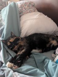 Lost Female Cat last seen E 105th st & Oakland Ave, Kansas City, MO 64134