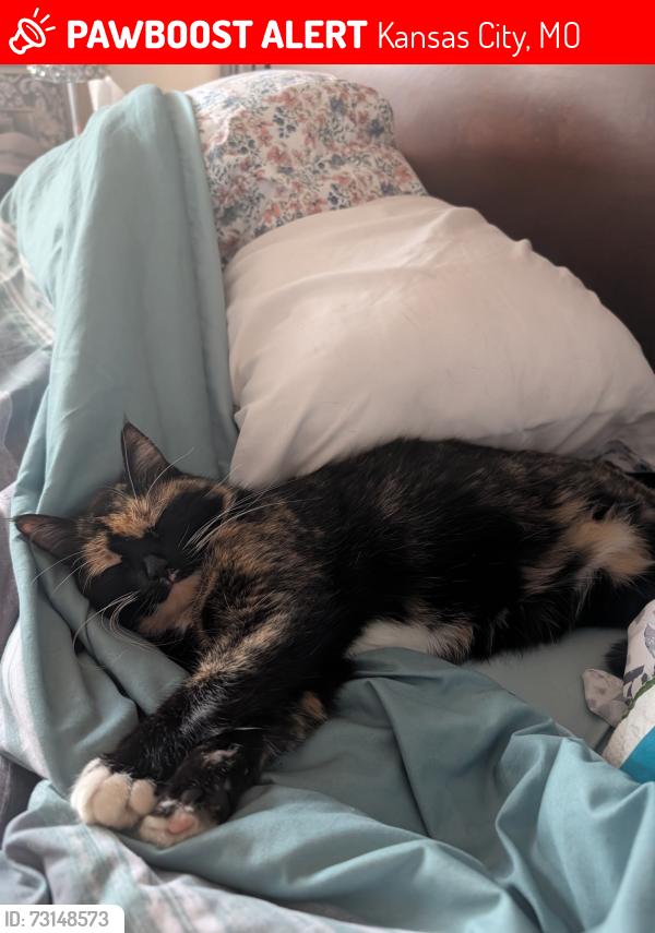 Lost Female Cat last seen E 105th st & Oakland Ave, Kansas City, MO 64134
