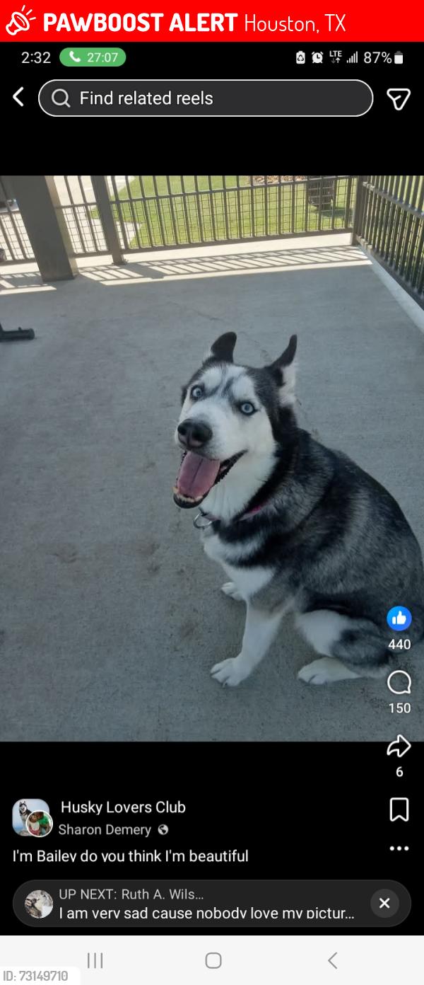 Lost Female Dog last seen Bammel north, Houston, TX 77066