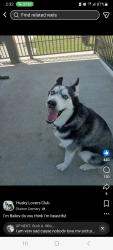 Lost Female Dog last seen Bammel north, Houston, TX 77066