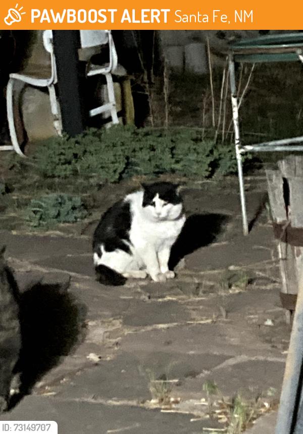 Found/Stray Unknown Cat last seen Siringo Road/Alamosa Drive, Santa Fe, NM 87505