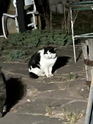 Found/Stray Unknown Cat last seen Siringo Road/Alamosa Drive, Santa Fe, NM 87505