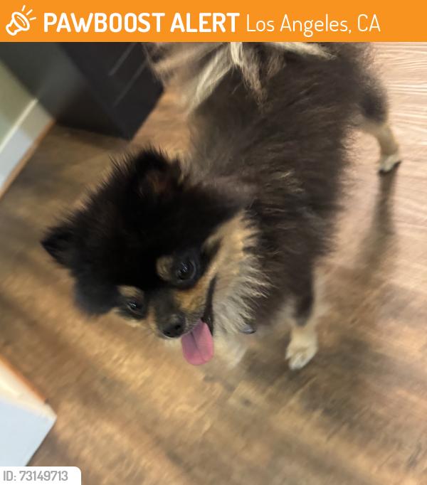 Found/Stray Male Dog last seen S Western and Century Blvd, Los Angeles, CA 90047