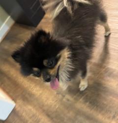 Found/Stray Male Dog last seen S Western and Century Blvd, Los Angeles, CA 90047