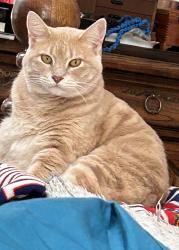 Lost Male Cat last seen Lincolnshire and Ashbury, Richardson, TX 75082