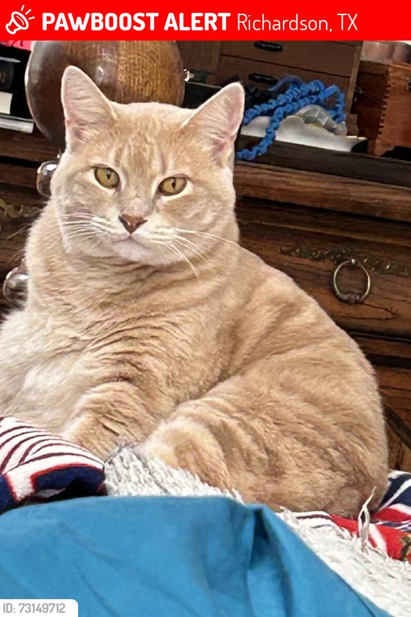 Lost Male Cat last seen Lincolnshire and Ashbury, Richardson, TX 75082