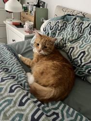 Lost Male Cat last seen boundary lane, Cheshire East, England CW12 3JL