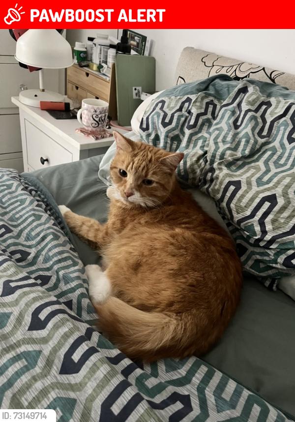 Lost Male Cat last seen boundary lane, Cheshire East, England CW12 3JL