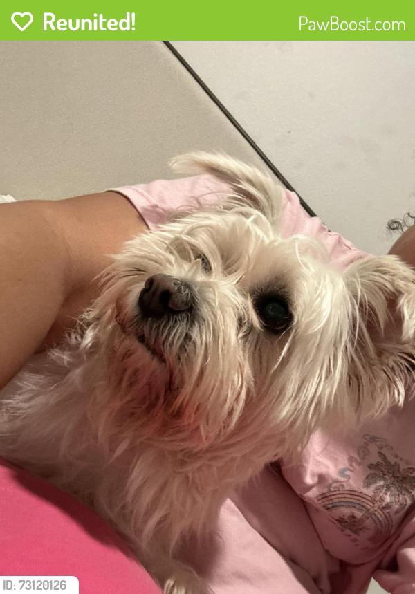 Reunited Female Dog last seen Mlk & skidmore, Portland, OR 97211