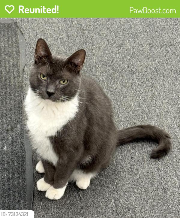 Reunited Male Cat last seen Portside Liquors off MacArthur Blvd Pocasset MA 02559, Bourne, MA 02559