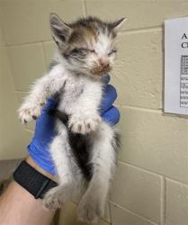 Shelter Stray Female Cat last seen DRY CREEK RD & SOUTH AVE, 2127 Front St, Sacramento, CA 95818, USA