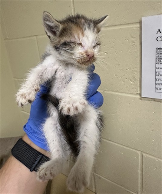 Shelter Stray Female Cat last seen DRY CREEK RD & SOUTH AVE, 2127 Front St, Sacramento, CA 95818, USA