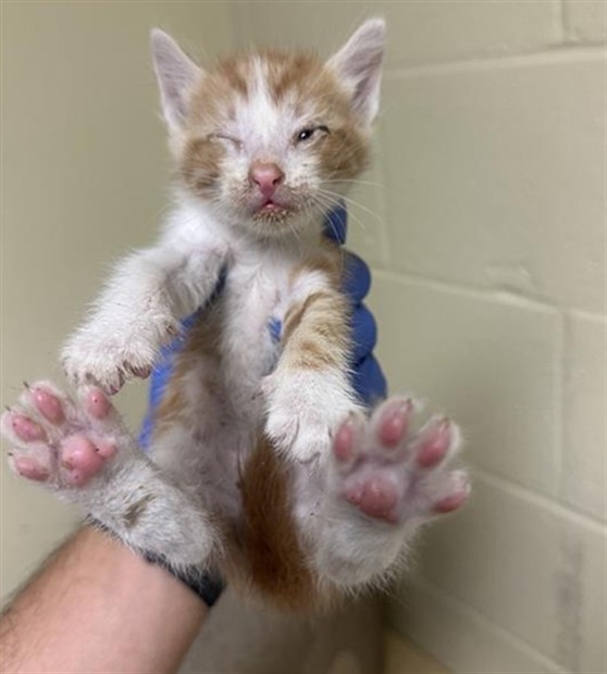 Shelter Stray Male Cat last seen DRY CREEK RD & SOUTH AVE, 2127 Front St, Sacramento, CA 95818, USA