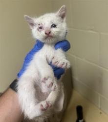 Shelter Stray Male Cat last seen DRY CREEK RD & SOUTH AVE, 2127 Front St, Sacramento, CA 95818, USA