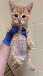 Shelter Stray Male Cat last seen SUNRISE SOUTH DR & HAINESPORT WAY, 2127 Front St, Sacramento, CA 95818, USA