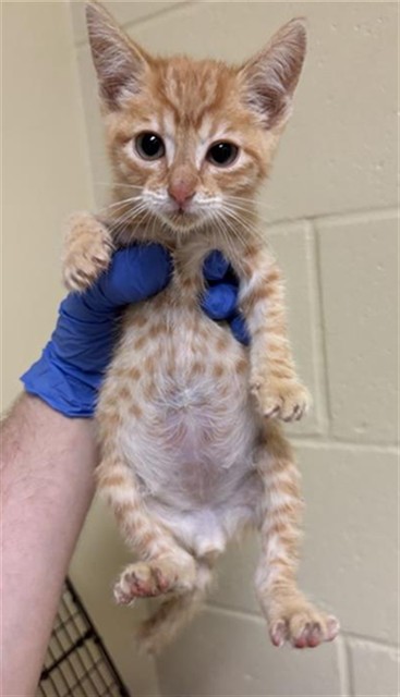 Shelter Stray Male Cat last seen SUNRISE SOUTH DR & HAINESPORT WAY, 2127 Front St, Sacramento, CA 95818, USA