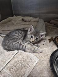 Shelter Stray Male Cat last seen TENTH ST, 4950 SW Triana Blvd, Huntsville, AL 35805, USA