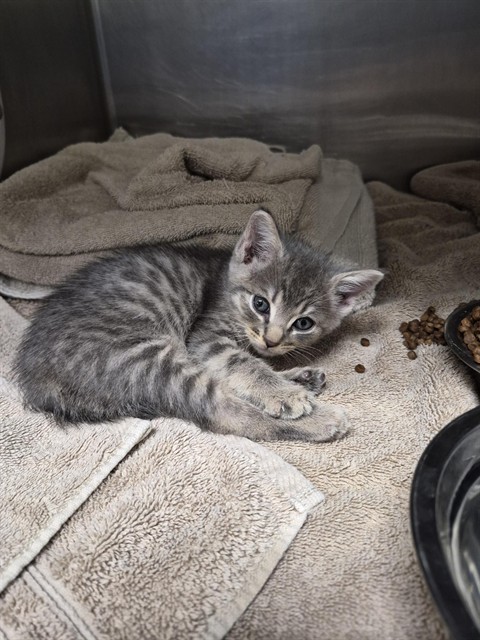 Shelter Stray Male Cat last seen TENTH ST, 4950 SW Triana Blvd, Huntsville, AL 35805, USA