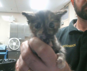 Shelter Stray Female Cat last seen CANARY DR/KAREN LN, 95660, 3839 Bradshaw Rd, Sacramento, CA 95827, USA