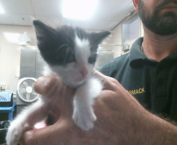 Shelter Stray Male Cat last seen CANARY DR/KAREN LN, 95660, 3839 Bradshaw Rd, Sacramento, CA 95827, USA