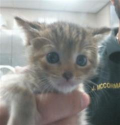 Shelter Stray Female Cat last seen CANARY DR/KAREN LN, 95660, 3839 Bradshaw Rd, Sacramento, CA 95827, USA