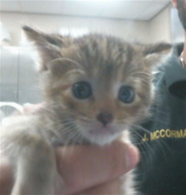 Shelter Stray Female Cat last seen CANARY DR/KAREN LN, 95660, 3839 Bradshaw Rd, Sacramento, CA 95827, USA