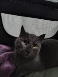 Reunited Male Cat last seen Brady's gully Rd, North Gosford, NSW 2250